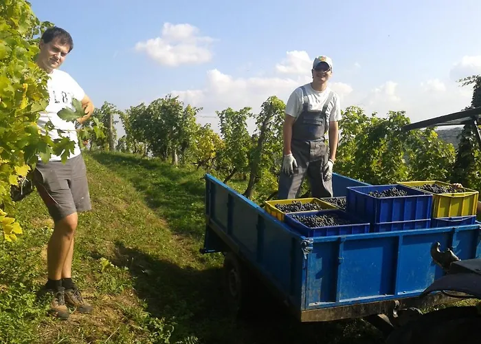 Grobelnik Tourist Farm Bauernhof *